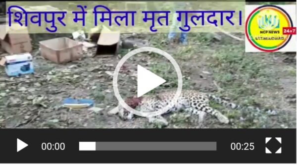 शिवपुर में मिला मृत गुलदार देखें वीडियो