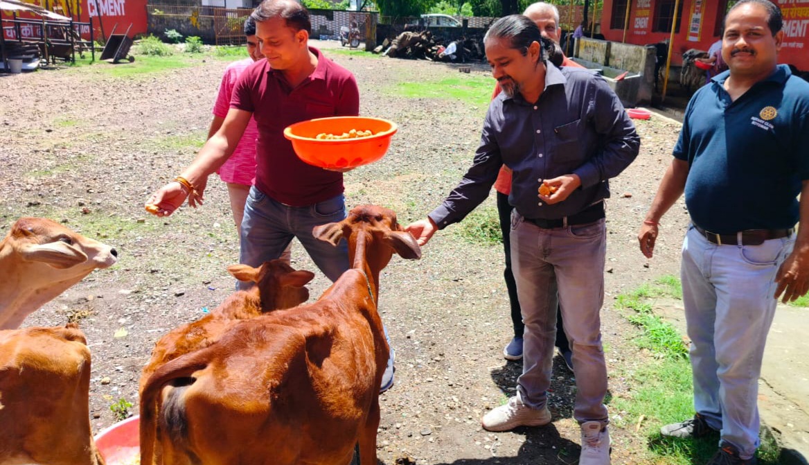रोटरी क्लब सदस्यों ने गोवंश को खिलाया हरा चारा, गुड़ व चोकर