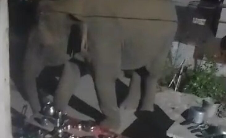 जगदेव बाबा मंदिर परिसर में घुसा हाथियों का झुंड, हड़कंप, देखें वीडियो
