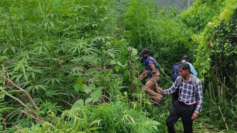 अवैध रूप से उगी भांग की खेती को पौड़ी पुलिस ने किया नष्ट