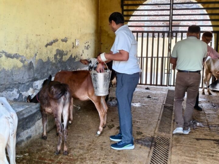 रोटरी क्लब ने स्वर्ण जयन्ती समारोह के तहत गोवंश को खिलाया हरा चारा, गुड़ व चोकर