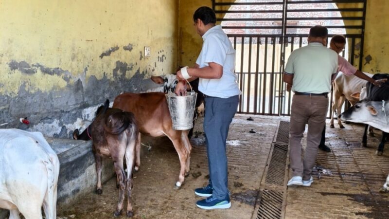 रोटरी क्लब ने स्वर्ण जयन्ती समारोह के तहत गोवंश को खिलाया हरा चारा, गुड़ व चोकर