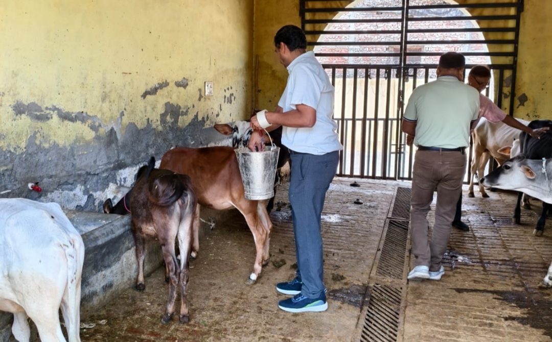 रोटरी क्लब ने स्वर्ण जयन्ती समारोह के तहत गोवंश को खिलाया हरा चारा, गुड़ व चोकर