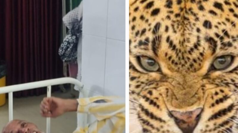 कोटद्वार के पुलिंडा गाँव में तेंदुए ने किया बजुर्ग पर हमला